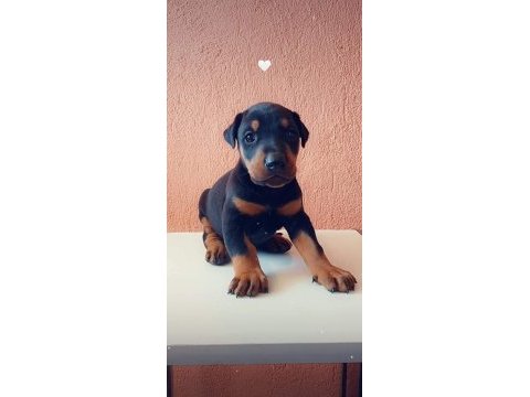 Yavrumuz sahiplendirilecek a kaliteli çok mükemmel korucu