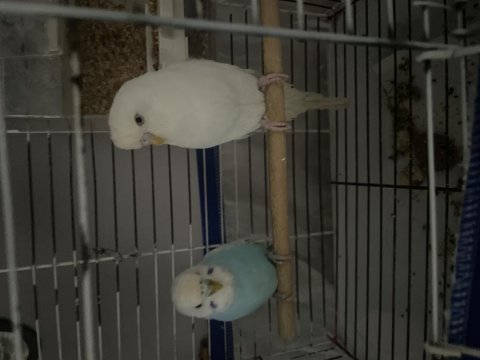 Tepeli albino muhabbet kuşu 8 kelime konuşuyor