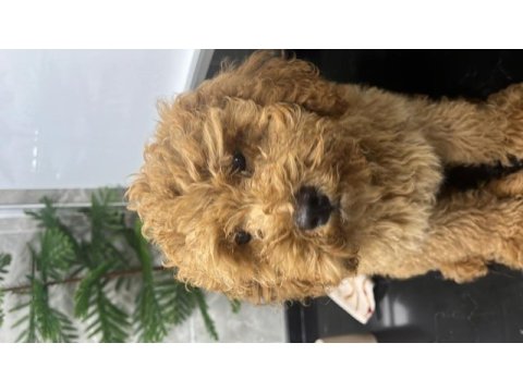 Toy poodle 2 numara aşılı