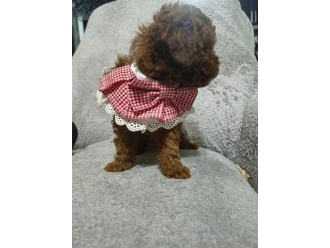 Toy poodle yavru