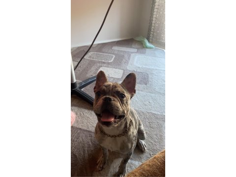 7 aylık dişi merle french bulldog acil
