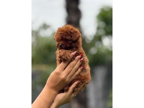 Toy poodle yavrular