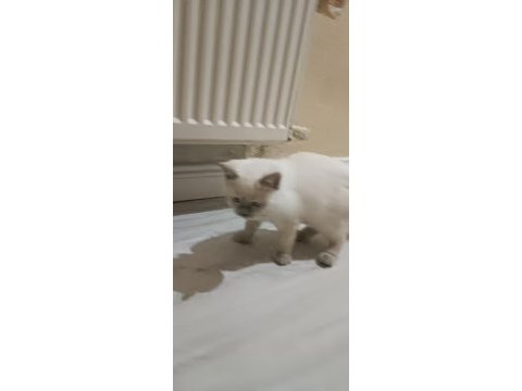 Scottish fold ve british shorthair
