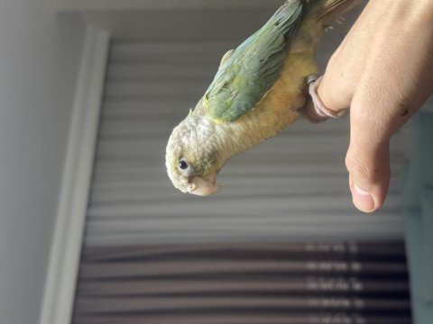 Ful evcil konur papağanımız tuvalet eğitimi mevcut