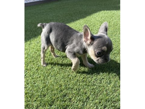 Fransız bulldog lilak tan ve blue yavrular