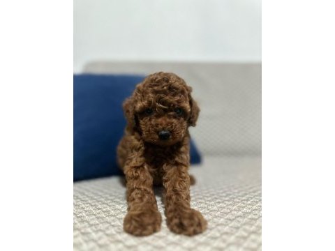 Kore red brown toy poodle yavrular