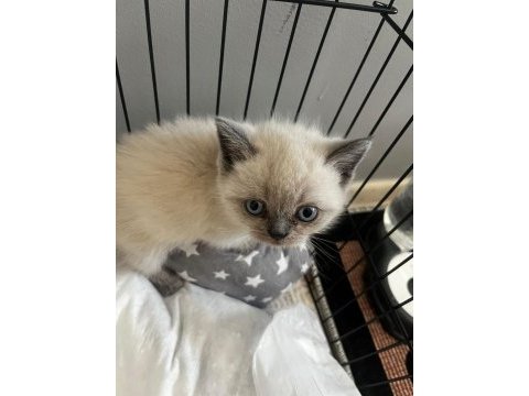 40 günlük blue point british shorthair yavrular