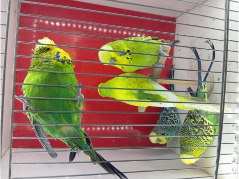 Şow ve jumbo muhabbet kuşları
