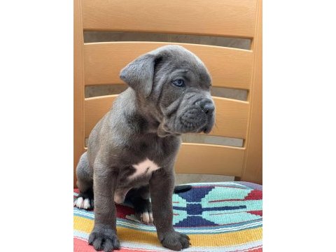 Cane corso yavrular