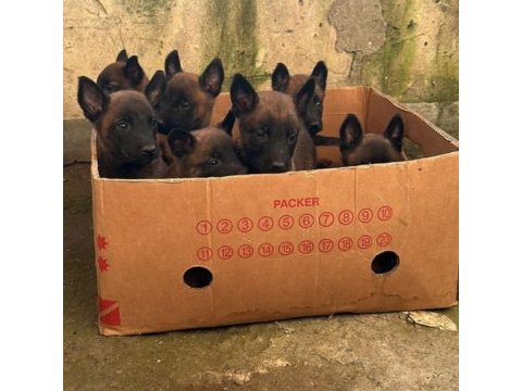Irkının en iyi belçika kurtları (malinois)