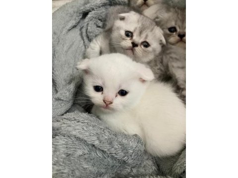 Teslime hazır 5 yavru 2 erkek 3 dişi scottish fold