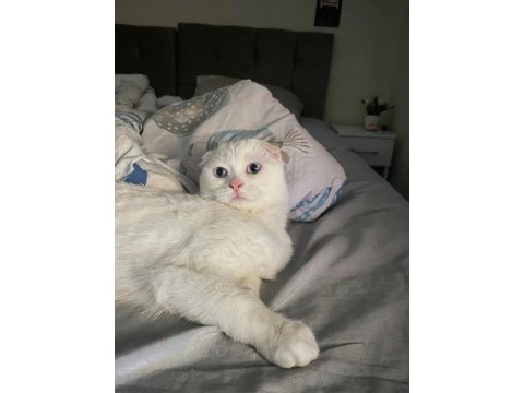 Sevimli scottish fold