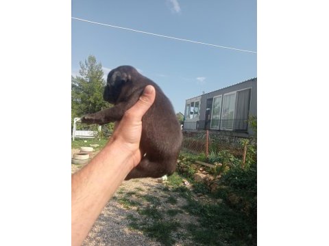 Aşılı karneli sağlık garantili french bulldog