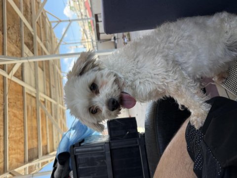 Dişi 1,5 yaş civarı takip şartıyla maltipoo