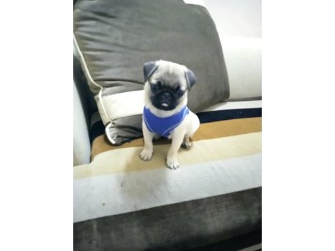 Pug rıfkı