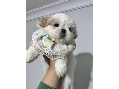Safkan shih-tzu yavruları