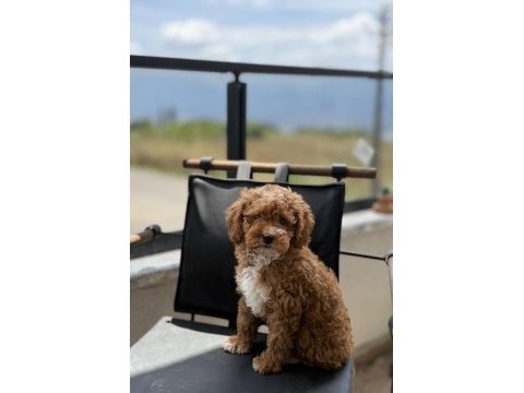 Çift renk toy poodle yavrumuz yeni yuvasına hazır