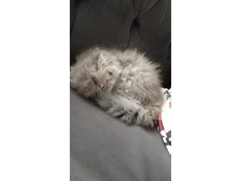 Oyuncul yavru british longhair