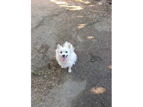 Pomeranian spitz yavrular