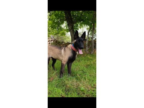 Ful maske güzellik abidesi safkan 4 aylık malinois yavrum