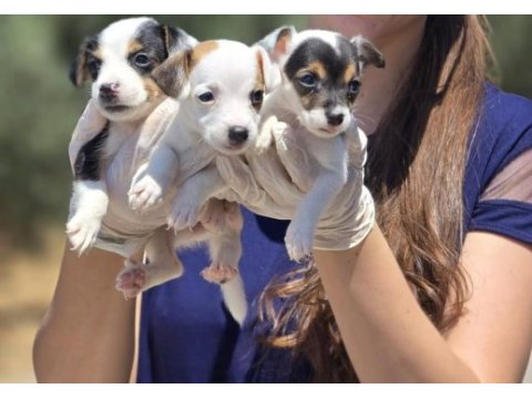 Jack russell terrier yavruları