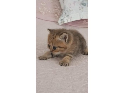 British shorthair tabby cinsi safkan