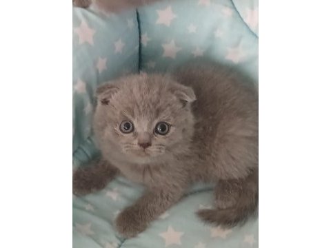 40 günlük evimizin scottish fold yavruları