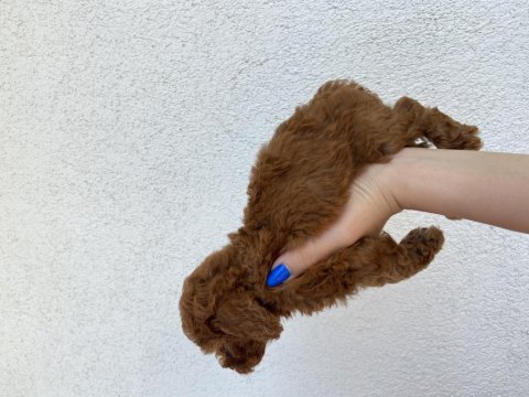 Toy poodle ev doğumlu