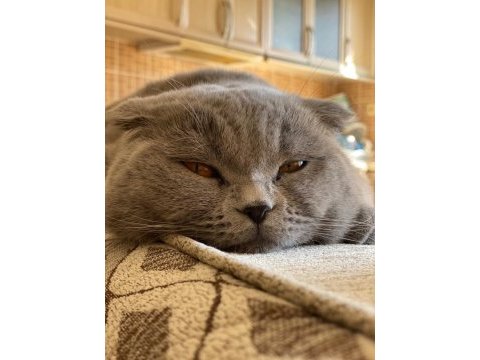 Oğluma gelin adayı arıyorum scottish fold