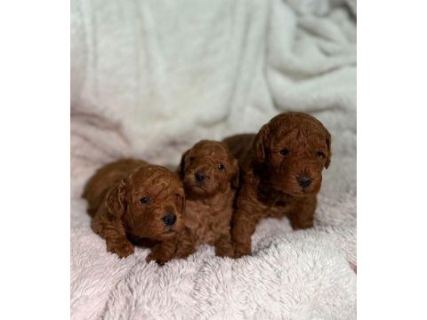 Toy poodle sevimli yavrularımız