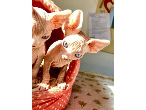 2 dişi ve 2 erkek odd eyes mavi göz sfenks