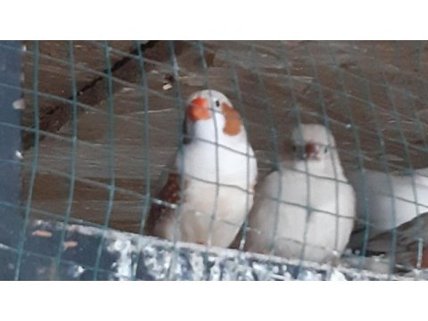 Kendim evde beslemekteyim ele alıştırmak için hazır kuşlar