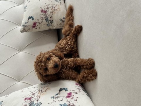 Aşılı eğitimli prenses köpeğimiz