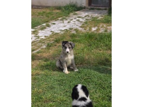 Kaliteli kan hattından border collie yavrular