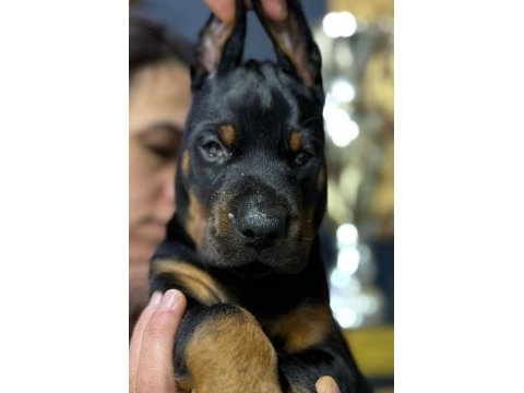 Avrupanın en iri doberman yavruları