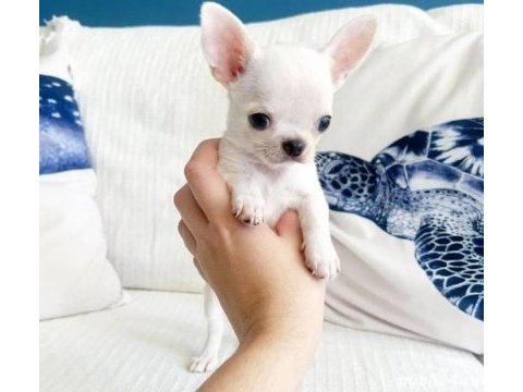 Türkiye’nin kore teacup kar beyaz chihuahua yavruları
