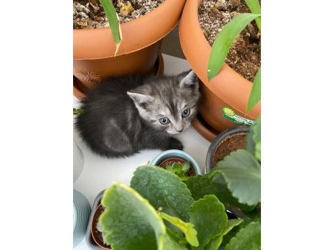 2 aylık british shorthair