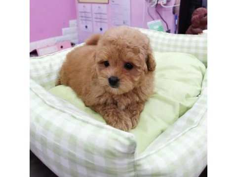F2 maltipoo yavruları