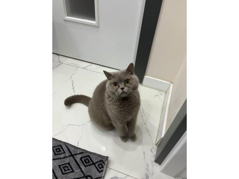Ücretsiz british shorthair
