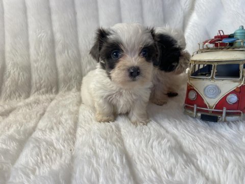 Morkie renkli gözlü dişi yavrularımız