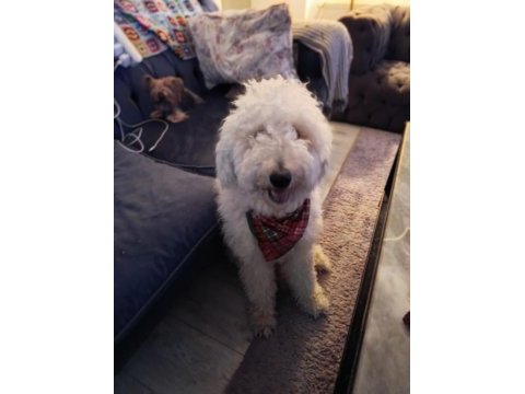 1 yaşında erkek standart poodle ücretsiz