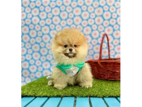 Safkan pomeranian boo bebekler