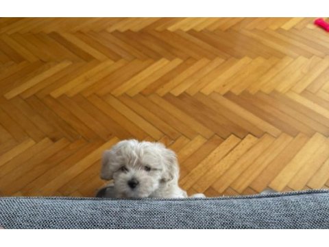 2 aylık orjinal maltipoo 0 numara