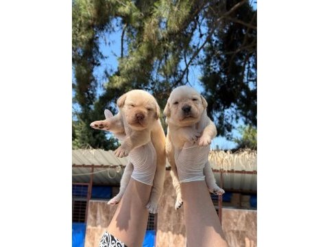 Labrador köpeği yavrularımız