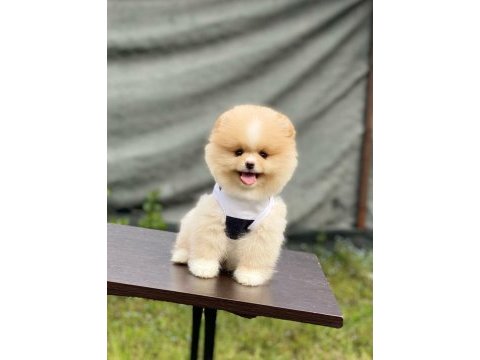 Yeni evlerine gitmeye hazır pomeranian yavruları