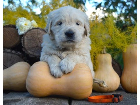 Golden retriever adrese teslim kapıda ödeme yapabilirsiniz
