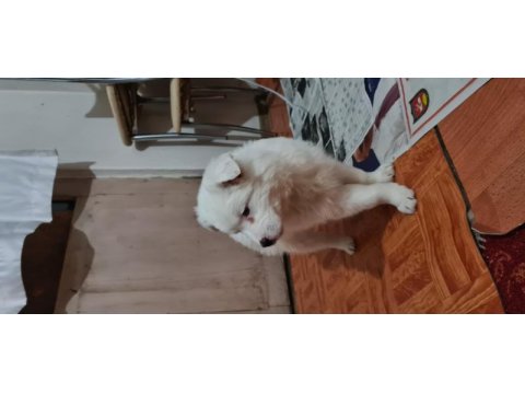 Tonya finosu safkan