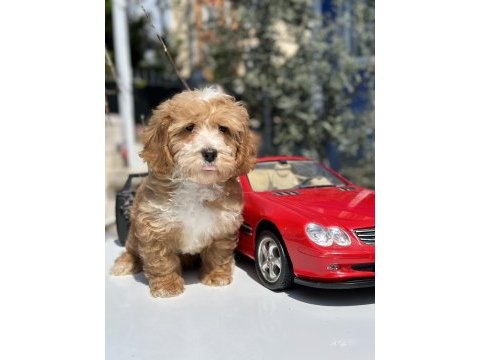 Mini maltipoo yavrularımız