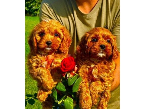 Maltipoo yavruları