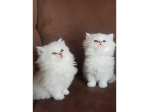 Kalite kediler tesadüf değildir